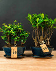 Ficus & Carmona Forest kombopaket