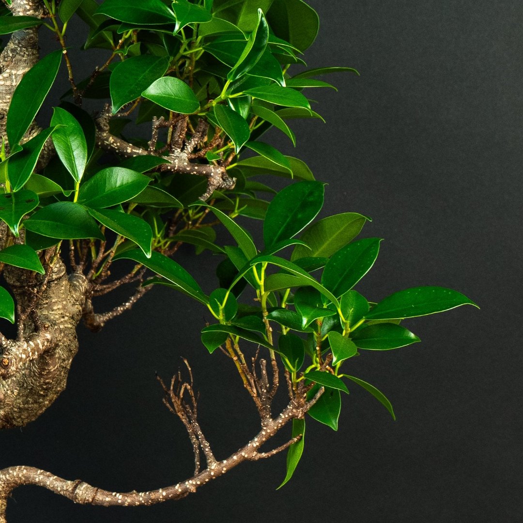 ficus bonsai tree starter kit Ficus bonsai Starter Kit - 17 years old - Complete set