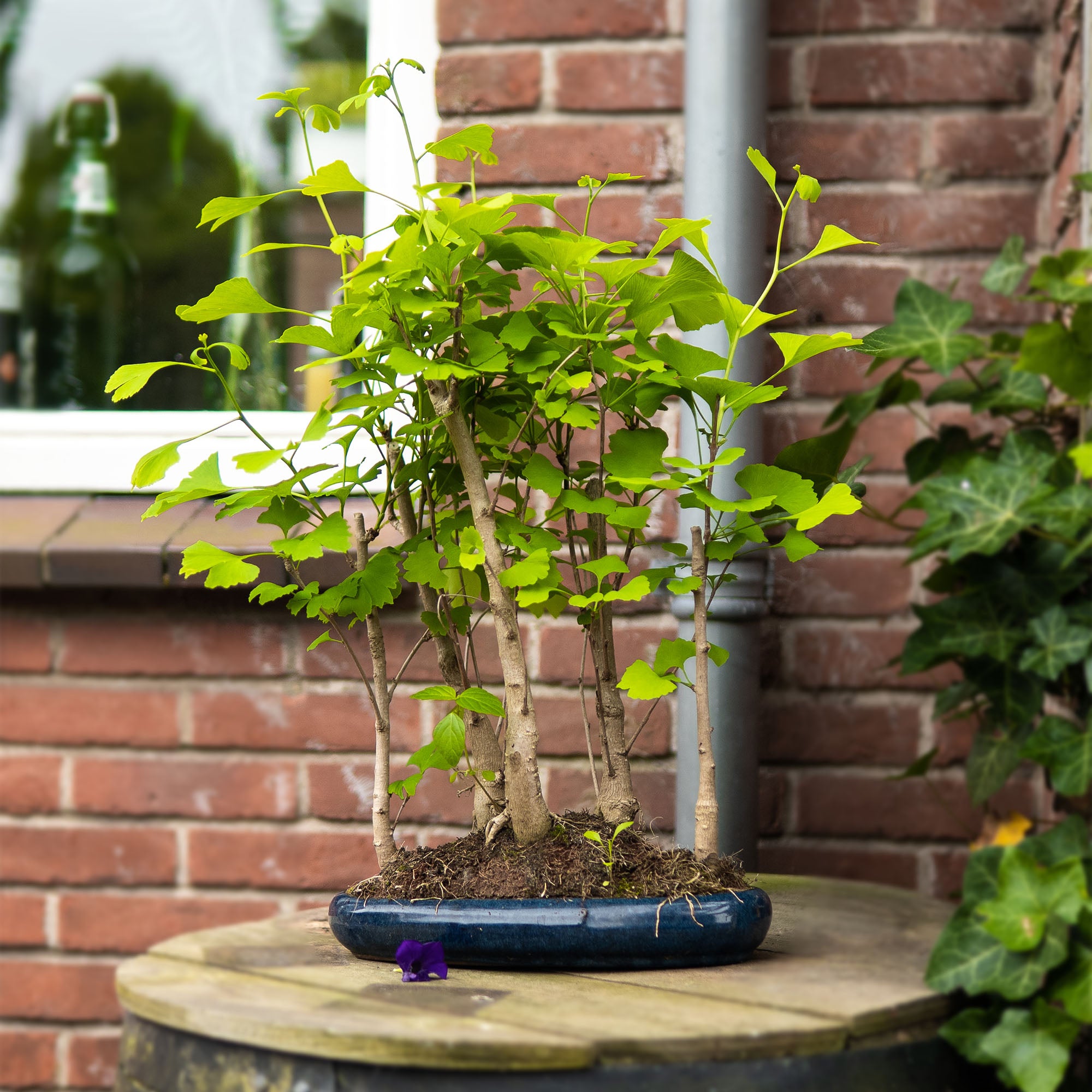 bonsai tree