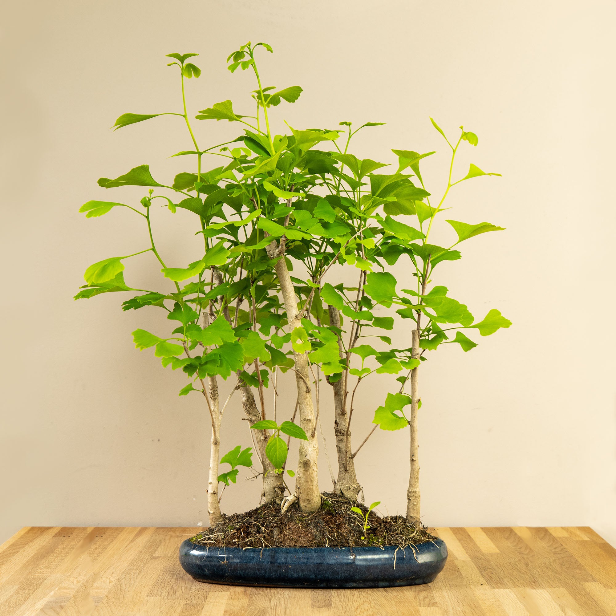 ginkgo biloba bonsai for sale bonsai tree