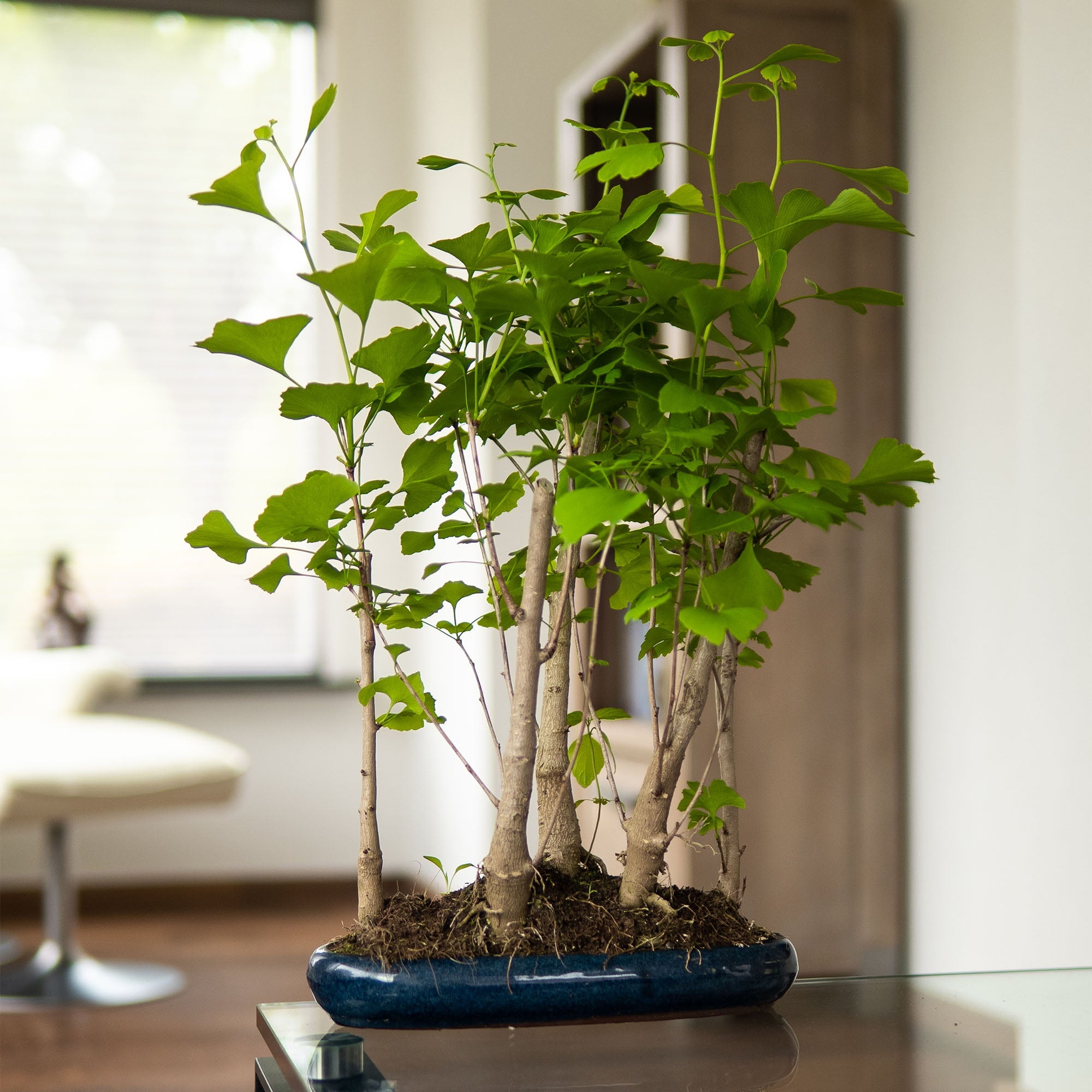 ginkgo indoor plant bonsai tree