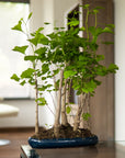 Ginkgo Forest