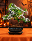 Carmona katachi (Halloweenutgåva)