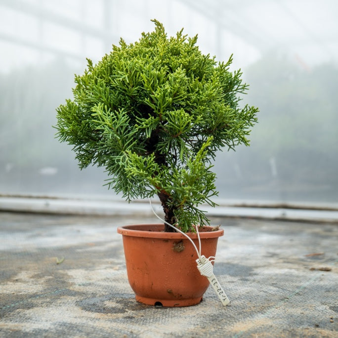 Bonsaiwonder | Japansk bonsai - Juniperus Chinesis Nr.09