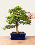 Ligustrum Bonsai No.47
