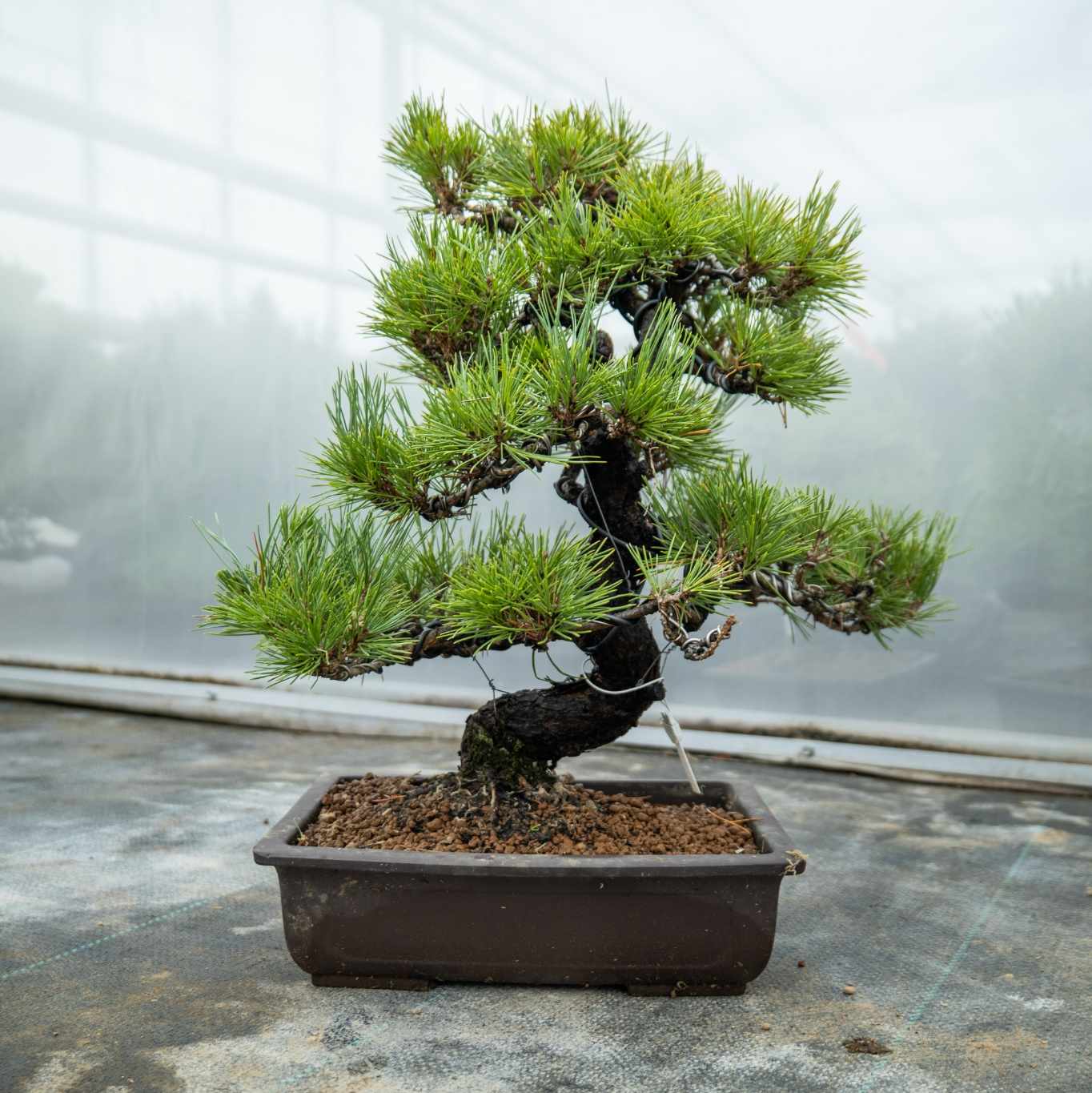 japanese black pine bonsai tree for sale Bonsaiwonder| Japanese bonsai