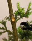 Bonsai konkavtång