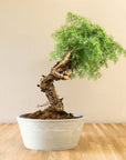 Araucaria Daija