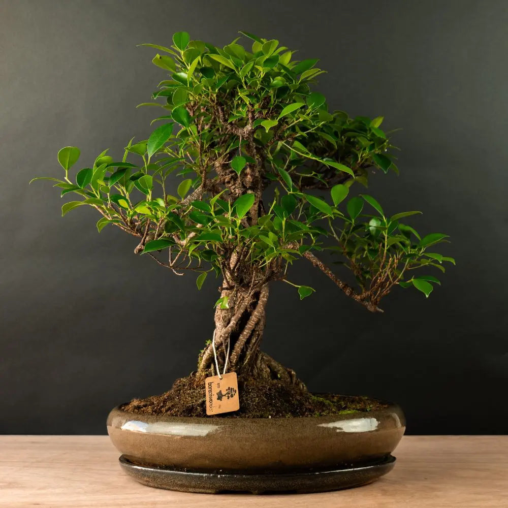 Ficus bonsai