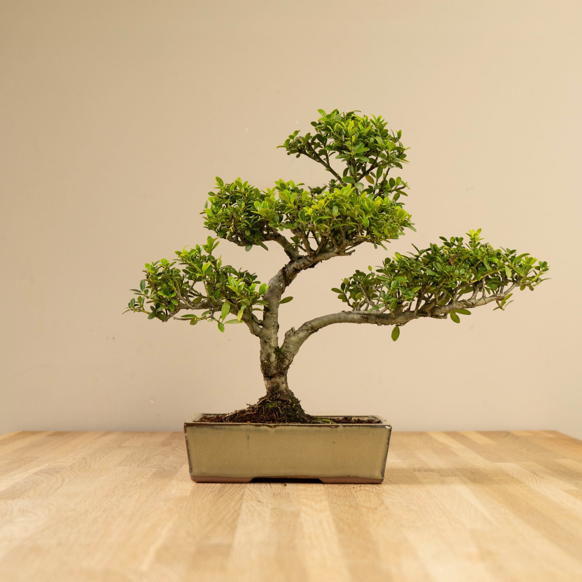 ILEX