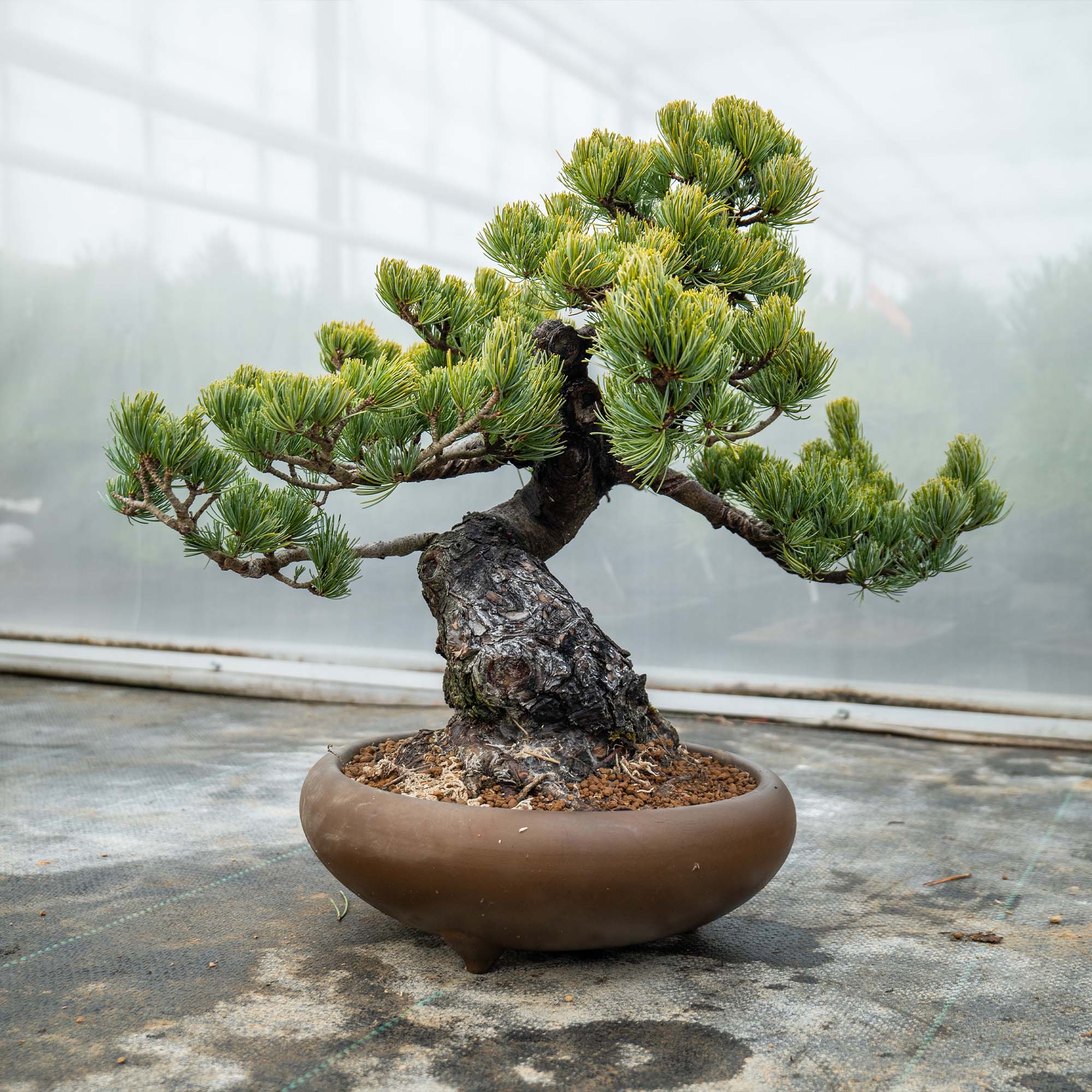 Japanse bonsai bomen