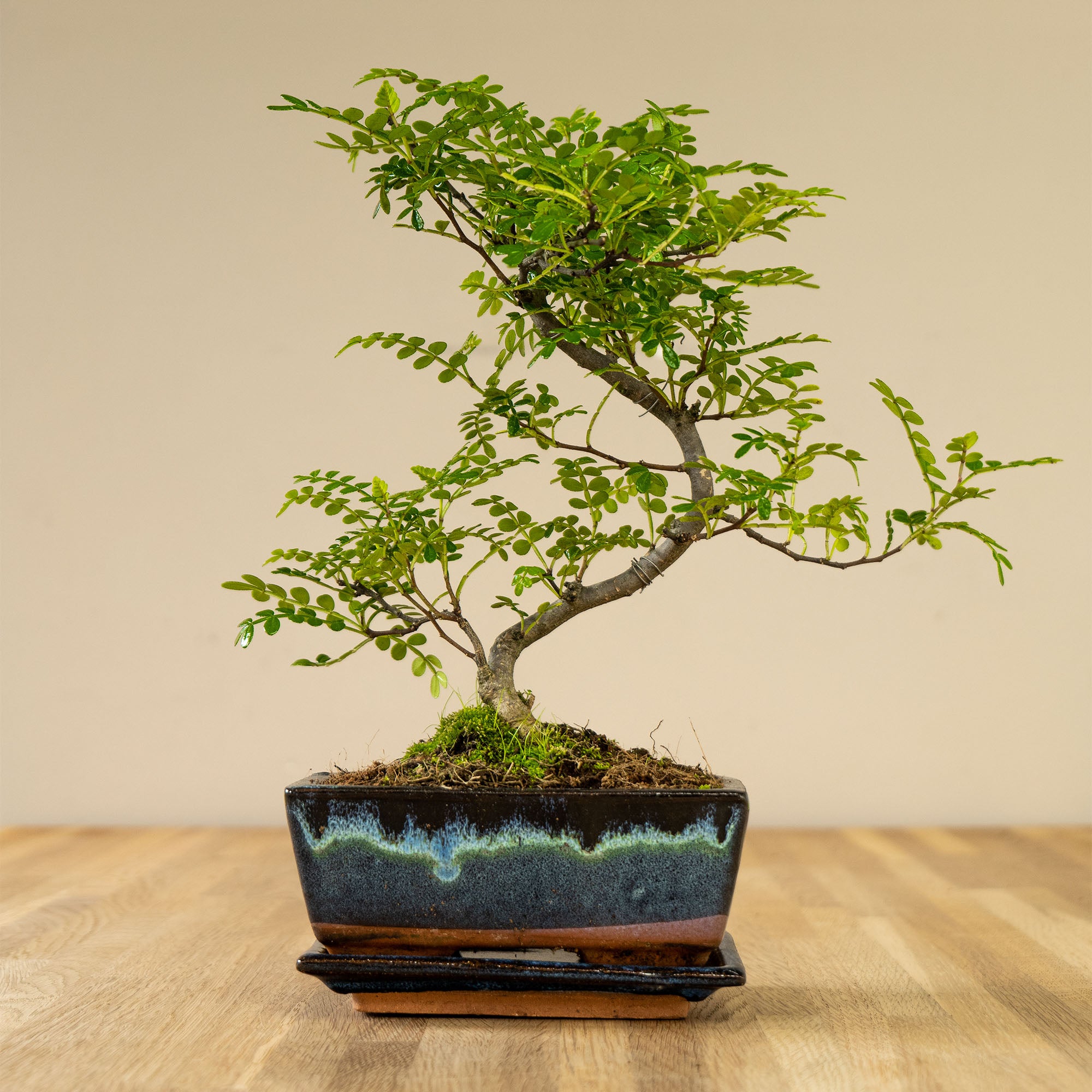 Zanthoxylum