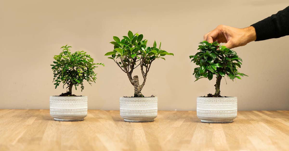 bonsai-bomen