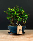 Ficus & Carmona Forest kombopaket