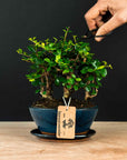 Ficus & Carmona Forest kombopaket
