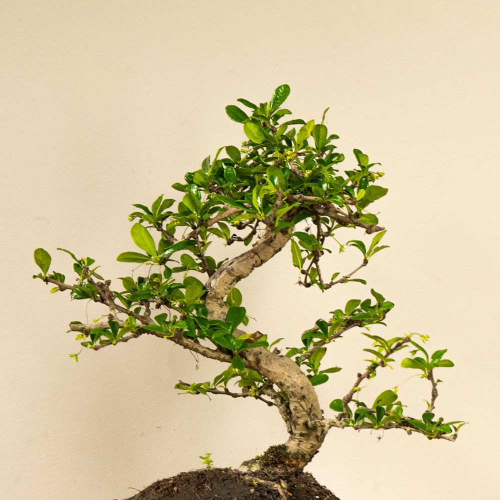 Carmona Chuu bonsai (bonsaiwonder) inzoom op blad en stam
