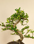 Carmona Chuu bonsai (bonsaiwonder) inzoom op blad en stam