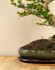 Carmona Chuu bonsai (bonsaiwonder) inzoom op pot