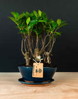 Ficus & Carmona Forest kombopaket