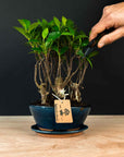 Ficus & Carmona Forest kombopaket