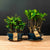 Ficus &amp; Carmona Forest kombopaket