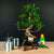 Ficus-startset – utökat