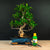 Ficus startset – nödvändigt