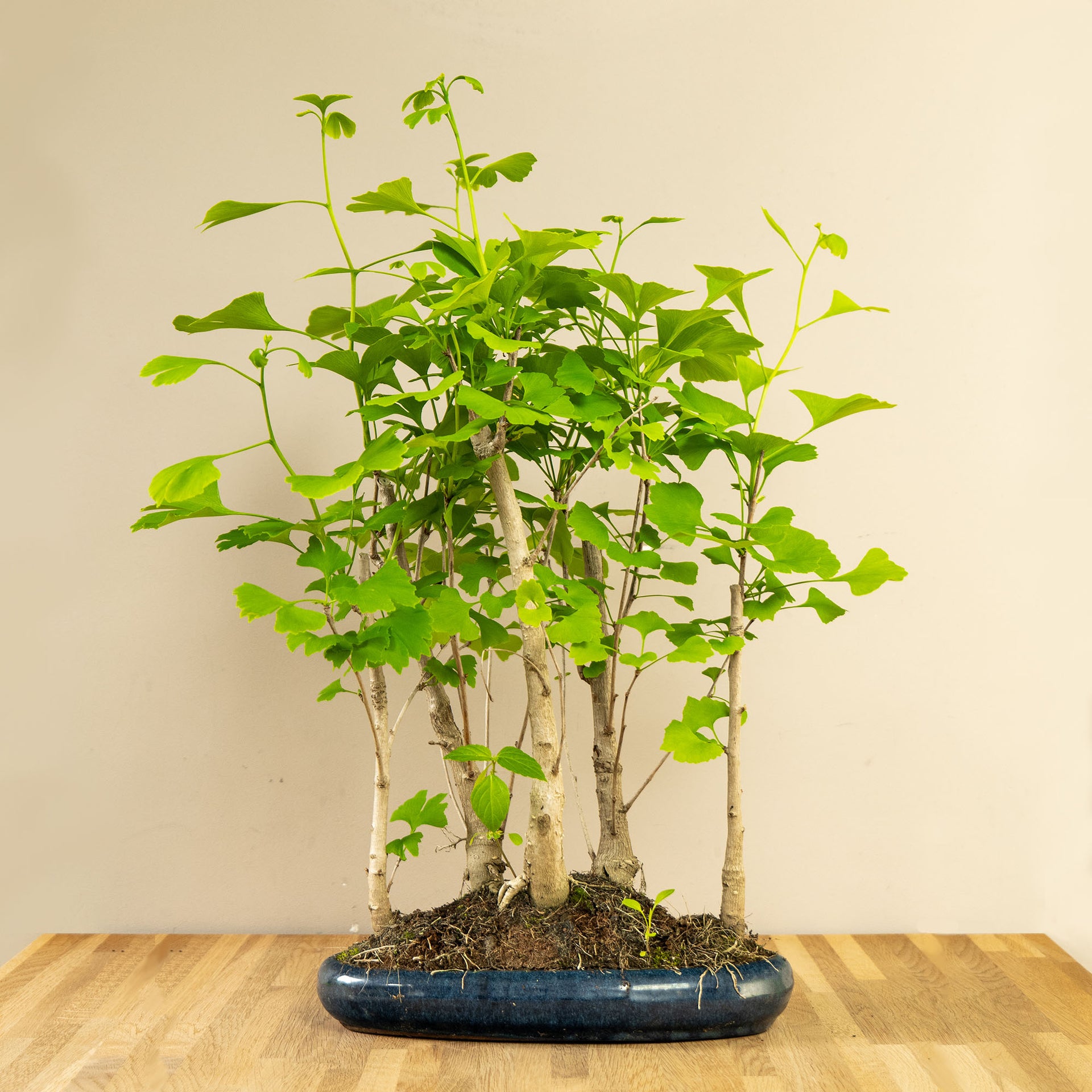 bonsai tree