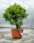 Juniperus Chinesis Nr.09