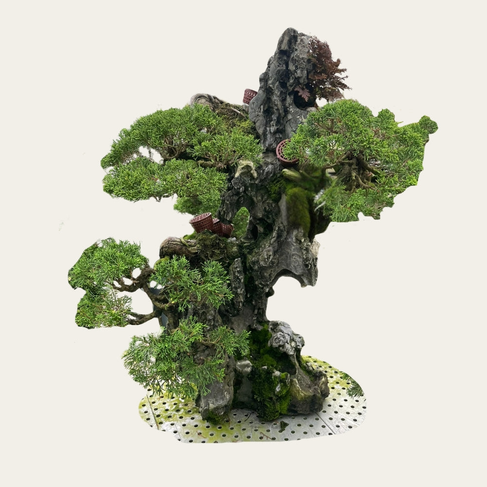 Juniperus Nr.32 - Bonsai 15 years – Unique on rock - Bonsaiwonder ...