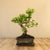 Ligustrum Yasumu