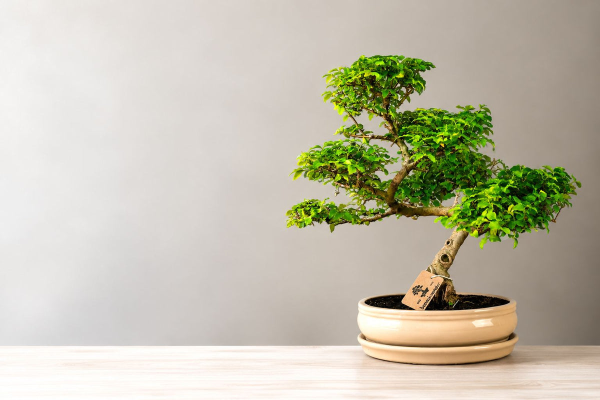 Skötsel av Ligustrum-bonsai