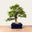 Ligustrum Bonsai No.47