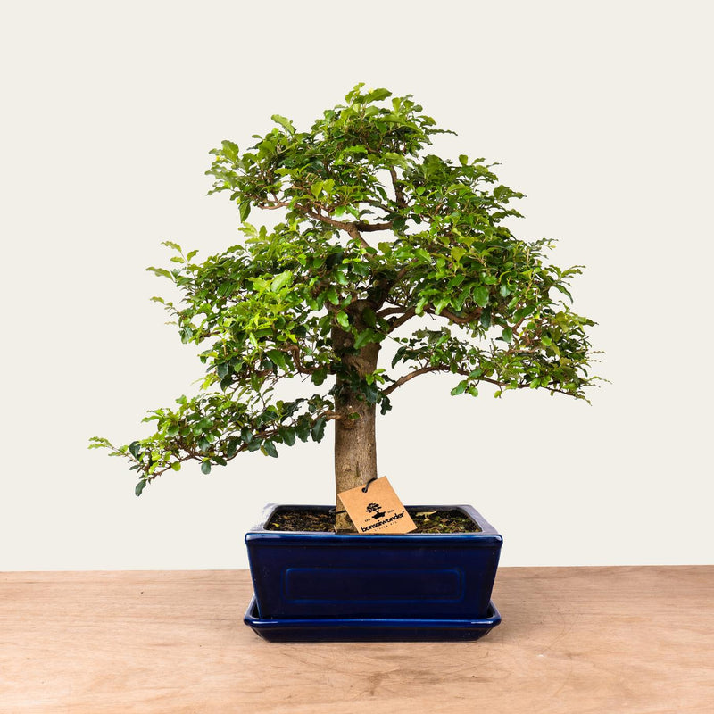Ligustrum-bonsai nr 47