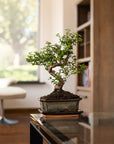 Ligustrum Yasumu