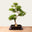 Ligustrum Bonsai No.50