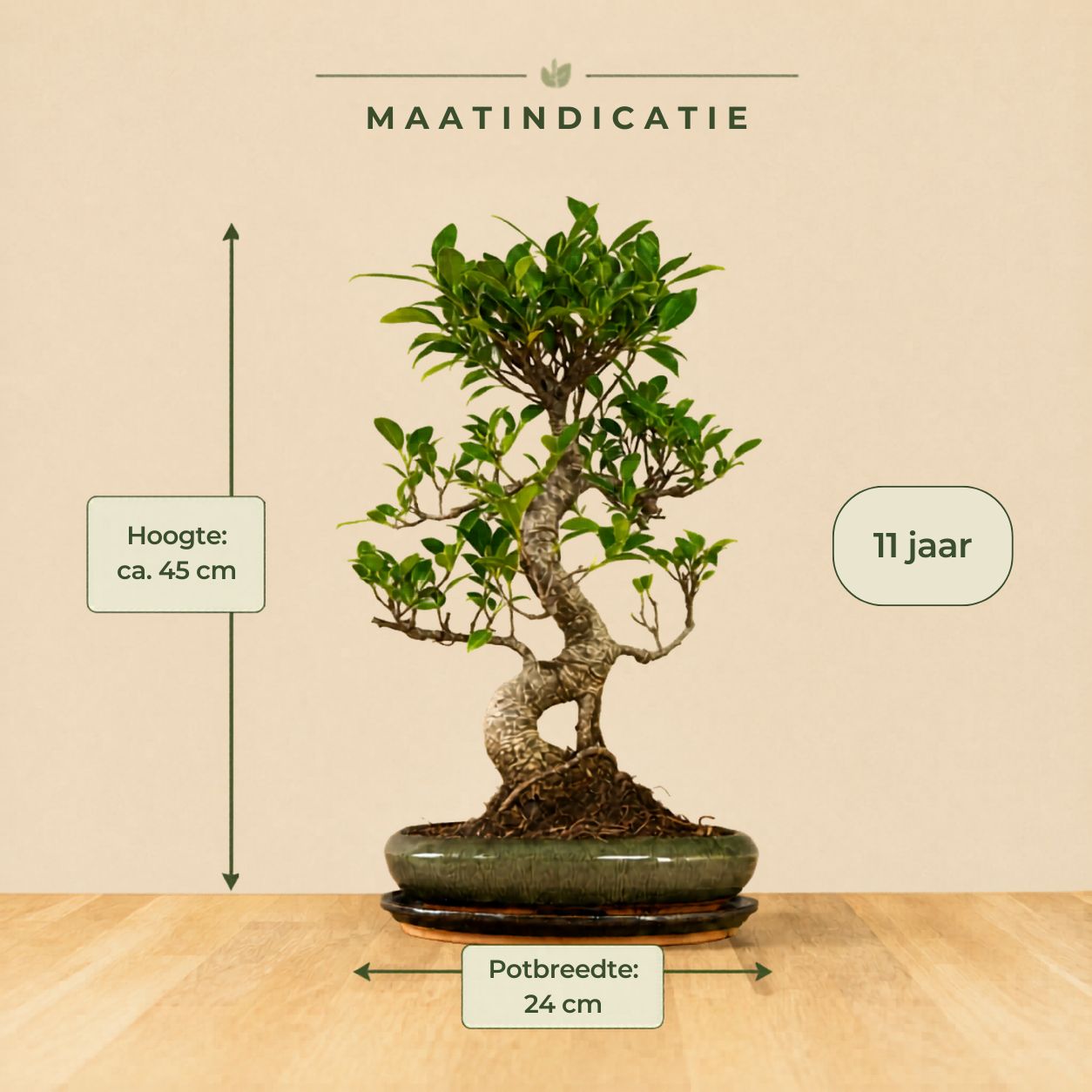 Ficus Dakou Suru