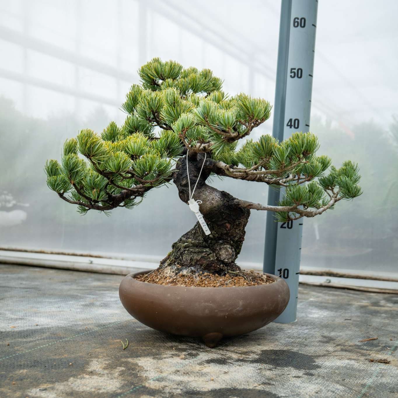 Pinus Parviflora Nr.11