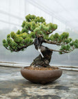 Pinus Parviflora Nr.11