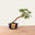 Sesbania Bonsai No.48