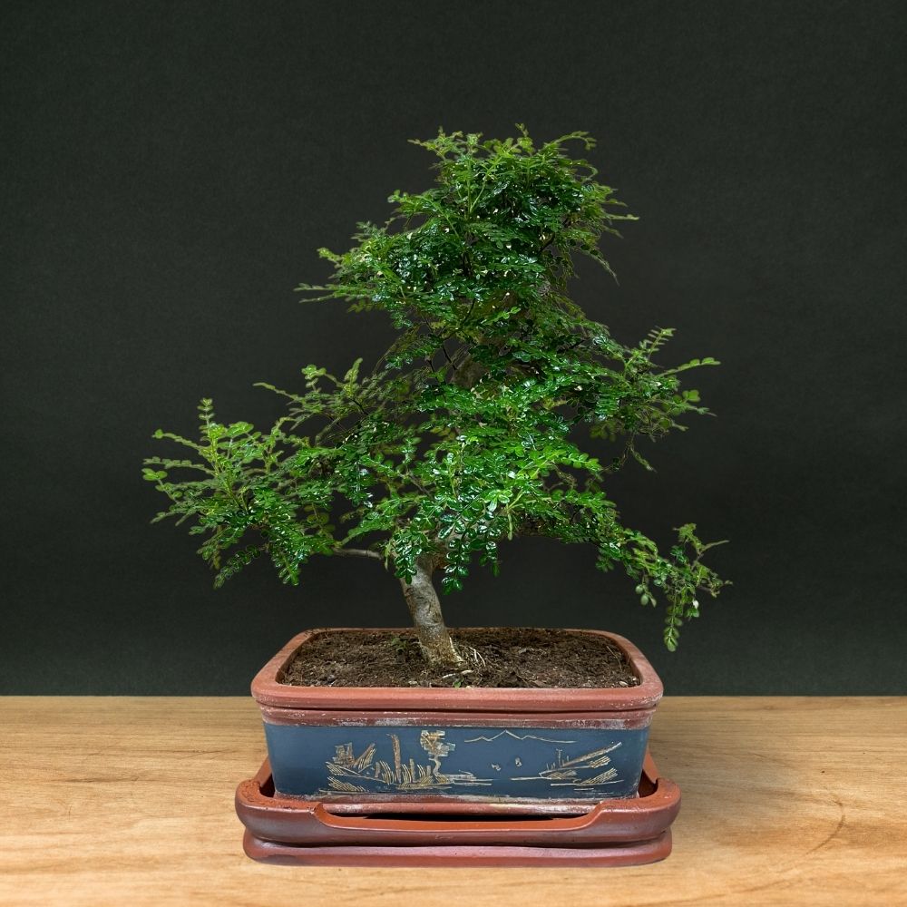 Zanthoxylum (Begränsad upplaga)