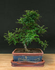 Zanthoxylum (Begränsad upplaga)