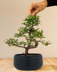 Zelkova Marui (zwart) met hand