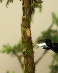 Bonsai konkavtång