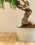 Araucaria Daija